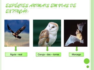 Águia - real   Coruja - das – torres   Morcego
 