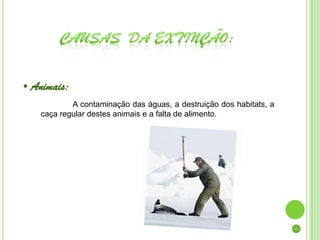 • Animais:
           A contaminação das águas, a destruição dos habitats, a
   caça regular destes animais e a falta de alimento.
 