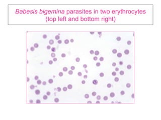 Anaplasma Slide 20