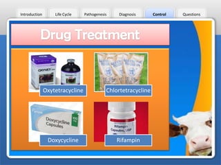 Introduction

Life Cycle

Pathogenesis

Diagnosis

Oxytetracycline

Chlortetracycline

Doxycycline

Rifampin

Control

Questions

 