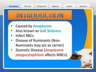Introduction

•
•
•
•

Life Cycle

Pathogenesis

Diagnosis

Control

Caused by Anaplasma
Also known as Gall Sickness
Infect RBCs
Disease of Ruminants (NonRuminants may act as carrier)
• Zoonotic Disease (Anaplasma
phagocytophilum affects WBCs)

Questions

 