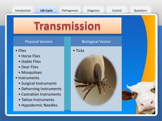 Introduction

Life Cycle

Physical Vectors
• Flies
• Horse Flies
• Stable Flies
• Dear Flies
• Mosquitoes
• Instruments
• Surgical Instrumants
• Dehorning Instruments
• Castration Instruments
• Tattoo Instruments
• Hypodermic Needles

Diagnosis

Pathogenesis

Biological Vector
• Ticks

Control

Questions

 