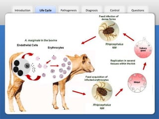 Introduction

Life Cycle

Pathogenesis

Diagnosis

Control

Questions

 