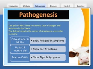 Introduction

Life Cycle

Pathogenesis

Diagnosis

Calves Under 6
• Show no Signs or Symptoms
Moths
Up to 18
months old

• Show only Symptoms

Mature Cattle • Show Signs & Symptoms

Control

Questions

 