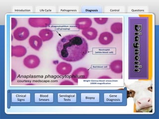 Introduction

Clinical
Signs

Life Cycle

Blood
Smears

Pathogenesis

Serological
Tests

Diagnosis

Biopsy

Control

Gene
Diagnosis

Questions

 