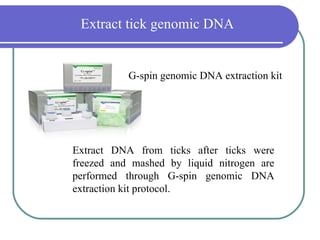 Extract tick genomic DNA


           G-spin genomic DNA extraction kit




Extract DNA from ticks after ticks were
freezed and mashed by liquid nitrogen are
performed through G-spin genomic DNA
extraction kit protocol.
 