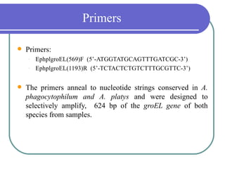 Primers

   Primers:
    -   EphplgroEL(569)F (5’-ATGGTATGCAGTTTGATCGC-3’)
    -   EphplgroEL(1193)R (5’-TCTACTCTGTCTTTGCGTTC-3’)

   The primers anneal to nucleotide strings conserved in A.
    phagocytophilum and A. platys and were designed to
    selectively amplify, 624 bp of the groEL gene of both
    species from samples.
 