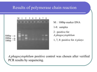 Results of polymerase chain reaction

          M 1   2   3 4 5   6 7 8

                                    M : 100bp marker DNA
                                    1-8: samples
                                    2 : positive for
500bp                               A.phagocytophilum
200bp
100bp                               1, 7, 8: positive for A.platys




  A.phagocytophilum positive control was chosen after verified
  PCR results by sequencing.
 