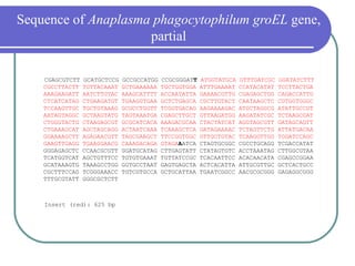 Sequence of Anaplasma phagocytophilum groEL gene,
                     partial

    CGAGCGTCTT   GCATGCTCCG   GCCGCCATGG   CCGCGGGATT   ATGGTATGCA   GTTTGATCGC   GGATATCTTT
    CGCCTTACTT   TGTTACAAAT   GCTGAAAAAA   TGCTGGTGGA   ATTTGAAAAT   CCATACATAT   TCCTTACTGA
    AAAGAAGATT   AATCTTGTAC   AAAGCATTTT   ACCAATATTA   GAAAACGTTG   CGAGAGCTGG   CAGACCATTG
    CTCATCATAG   CTGAAGATGT   TGAAGGTGAA   GCTCTGAGCA   CGCTTGTACT   CAATAAGCTC   CGTGGTGGGC
    TCCAAGTTGC   TGCTGTAAAG   GCGCCTGGTT   TCGGTGACAG   AAGAAAAGAC   ATGCTAGGCG   ATATTGCCGT
    AATAGTAGGC   GCTAAGTATG   TAGTAAATGA   CGAGCTTGCT   GTTAAGATGG   AAGATATCGC   TCTAAGCGAT
    CTGGGTACTG   CTAAGAGCGT   GCGCATCACA   AAAGACGCAA   CTACTATCAT   AGGTAGCGTT   GATAGCAGTT
    CTGAAAGCAT   AGCTAGCAGG   ACTAATCAAA   TCAAAGCTCA   GATAGAAAAC   TCTAGTTCTG   ATTATGACAA
    GGAAAAGCTT   AGAGAACGTT   TAGCGAAGCT   TTCCGGTGGC   GTTGCTGTAC   TCAAGGTTGG   TGGATCCAGC
    GAAGTTGAGG   TGAAGGAACG   CAAAGACAGA   GTAGAAATCA   CTAGTGCGGC   CGCCTGCAGG   TCGACCATAT
    GGGAGAGCTC   CCAACGCGTT   GGATGCATAG   CTTGAGTATT   CTATAGTGTC   ACCTAAATAG   CTTGGCGTAA
    TCATGGTCAT   AGCTGTTTCC   TGTGTGAAAT   TGTTATCCGC   TCACAATTCC   ACACAACATA   CGAGCCGGAA
    GCATAAAGTG   TAAAGCCTGG   GGTGCCTAAT   GAGTGAGCTA   ACTCACATTA   ATTGCGTTGC   GCTCACTGCC
    CGCTTTCCAG   TCGGGAAACC   TGTCGTGCCA   GCTGCATTAA   TGAATCGGCC   AACGCGCGGG   GAGAGGCGGG
    TTTGCGTATT   GGGCGCTCTT



    Insert (red): 625 bp
 