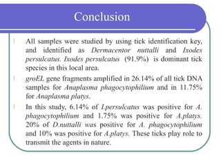 Conclusion
l   All samples were studied by using tick identification key,
    and identified as Dermacentor nuttalli and Ixodes
    persulcatus. Ixodes persulcatus (91.9%) is dominant tick
    species in this local area.
l   groEL gene fragments amplified in 26.14% of all tick DNA
    samples for Anaplasma phagocytophilium and in 11.75%
    for Аnaplasma platys.
l   In this study, 6.14% of I.persulcatus was positive for A.
    phagocytophilium and 1.75% was positive for A.platys.
    20% of D.nuttalli was positive for A. phagocytophilium
    and 10% was positive for A.platys. These ticks play role to
    transmit the agents in nature.
 