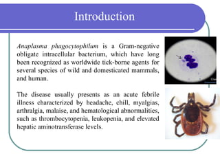 Introduction

Anaplasma phagocytophilum is a Gram-negative
obligate intracellular bacterium, which have long
been recognized as worldwide tick-borne agents for
several species of wild and domesticated mammals,
and human.

The disease usually presents as an acute febrile
illness characterized by headache, chill, myalgias,
arthralgia, malaise, and hematological abnormalities,
such as thrombocytopenia, leukopenia, and elevated
hepatic aminotransferase levels.
 