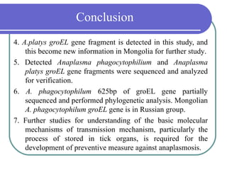 Conclusion
4. А.platys groEL gene fragment is detected in this study, and
    this become new information in Mongolia for further study.
5. Detected Anaplasma phagocytophilium and Аnaplasma
    platys groEL gene fragments were sequenced and analyzed
    for verification.
6. A. phagocytophilum 625bp of groEL gene partially
    sequenced and performed phylogenetic analysis. Mongolian
    A. phagocytophilum groEL gene is in Russian group.
7. Further studies for understanding of the basic molecular
    mechanisms of transmission mechanism, particularly the
    process of stored in tick organs, is required for the
    development of preventive measure against anaplasmosis.
 