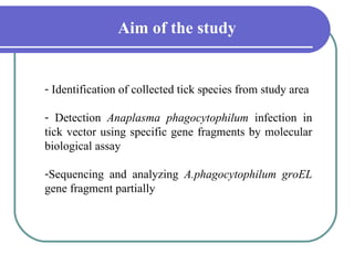 Aim of the study


- Identification of collected tick species from study area

- Detection Anaplasma phagocytophilum infection in
tick vector using specific gene fragments by molecular
biological assay

-Sequencing and analyzing A.phagocytophilum groEL
gene fragment partially
 