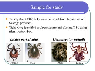 Sample for study

   Totally about 1300 ticks were collected from forest area of
    Selenge province.
   Ticks were identified as I.persulcatus and D.nuttalli by using
    identification key.

    Ixodes persulcatus                Dermacentor nuttalli




A                 B
    Female            Male                Male           Female
 
