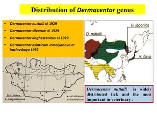 Distribution of Dermacentor genus
•   Dermacentor nuttalli ol 1929
•   Dermacentor silvarum ol 1929
•   Dermacentor daghestanicus ol 1929
•   Dermacentor asiaticum Jemelyanova et
    kozlovskaya 1967




                                           Dermacentor nuttalli is widely
                                           distributed tick and the most
                                           important in veterinary .
 