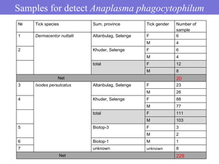Samples for detect Anaplasma phagocytophilum
№            Tickspecies               Sum,province         Tickgender   Numberof
                                                                            sample
1            Dermacentor nuttalli       Altanbulag,Selenge   F             6
                                                              M            4
2                                       Khuder,Selenge       F             6
                                                              M             4
                                        total                F             12
                                                              M             8
Net                                       20
3            Ixodes persulcatus         Altanbulag,Selenge   F             23
                                                              M             26
4                                       Khuder,Selenge       F             88
                                                              M             77
                                        total                 F             111
                                                              M             103
5                                       Biotop-3              F             3
                                                              M             2
6                                       Biotop-1              M             1
7                                       unknown               unknown       8
Net                                       228
 