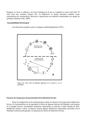 huésped. La larva se adhiere a un nuevo huésped en el que se completa su ciclo vital total. El
ciclo dura tres semanas (Figura 63). La babesiosis se puede transmitir también como
consecuencia de vacunaciones, descorne u operaciones con material contaminado con sangre de
animales enfermos (Abc, 2002).
Susceptibilidad del huésped
Las infecciones pueden ocurrir a cualquier edad (Guglielmone,1992 ).

HOSPEDADOR
VERTEBRADO

HOSPEDADOR
INVERTEBRADO

Figura 63. Ciclo vital de Babesia bigemina en el bovino y en la
garrapata.
(Ristic y Mclntyre, 1981)

Factores de riesgo para la presentación de la babesiosis bovina
Pocas investigaciones se ha realizado para evaluar los factores de riesgo para la babesiosis
bovina. En Latinoamérica se ha reportado el efecto de algunos factores del huésped y del manejo
en el ganado bovino, encontrando tendencias importantes en relación a edad, tamaño de hato,
tamaño del rancho y zonas. Al parecer existen algunas diferencias importantes asociadas con la
finalidad zootécnica del ganado y la aparición de brotes de babesiosis bovina.

 