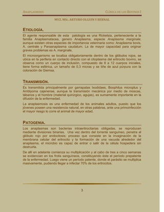 ANAPLASMOSIS                                               CLÍNICA DE LOS BOVINOS I

                      MVZ. MSC. ARTURO OLGUIN Y BERNAL


ETIOLOGÍA.
El agente responsable de esta patología es una Ricketsia, perteneciente a la
familia Anaplasmatacea, genero Anaplasma, especie Anaplasma marginale;
aunque existen otras especies de importancia veterinaria como: Anaplasma bovis,
A. centrale y Paraanaplasma caudatum. La de mayor capacidad para originar
graves problemas es A. marginale,
El microorganismo se localiza obligatoriamente dentro de los glóbulos rojos, se
ubica en la periferia en contacto directo con el citoplasma del eritrocito bovino, se
observa como un cuerpo de inclusión, compuesto de 8 a 12 cuerpos iniciales,
tiene forma esférica, un tamaño de 0,3 micras y se tiñe de azul púrpura con la
coloración de Giemsa.


TRANSMISIÓN.
Es transmitida principalmente por garrapatas Ixodidaes, Boophilus microplus y
Amblyoma cajenense, aunque la transmisión mecánica por medio de moscas,
tábanos y el hombre (material quirúrgico, agujas), es sumamente importante en la
difusión de la enfermedad.
La anaplasmosis es una enfermedad de los animales adultos, puesto que los
jóvenes poseen una resistencia natural, en otras palabras, ante una primoinfección
el mayor riesgo lo corre el animal de mayor edad.


PATOGENIA.
Los anaplasmas son bacterias intraeritrocitarias obligadas, se reproducen
mediante divisiones binarias. Una vez dentro del torrente sanguíneo, penetra el
glóbulo rojo por endocitosis; proceso que consiste en la invaginación de la
membrana celular del eritrocito y la formación de una vacuola alrededor del
anaplasma, el microbio es capaz de entrar o salir de la célula hospedera sin
destruirla.
De allí en adelante comienza su multiplicación y al cabo de tres a cinco semanas
se evidencian en los frotis sanguíneos, constituyendo éste el período prepatente
de la enfermedad. Luego viene un período patente, donde el parásito se multiplica
masivamente, pudiendo llegar a infectar 70% de los eritrocitos.




                                         3
 