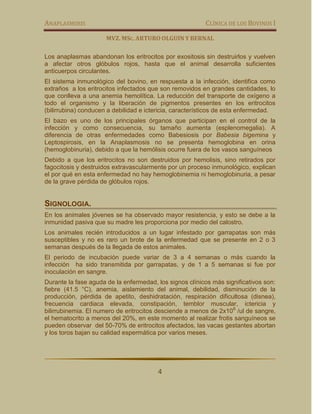 ANAPLASMOSIS                                             CLÍNICA DE LOS BOVINOS I

                      MVZ. MSC. ARTURO OLGUIN Y BERNAL

Los anaplasmas abandonan los eritrocitos por exositosis sin destruirlos y vuelven
a afectar otros glóbulos rojos, hasta que el animal desarrolla suficientes
anticuerpos circulantes.
El sistema inmunológico del bovino, en respuesta a la infección, identifica como
extraños a los eritrocitos infectados que son removidos en grandes cantidades, lo
que conlleva a una anemia hemolítica. La reducción del transporte de oxígeno a
todo el organismo y la liberación de pigmentos presentes en los eritrocitos
(bilirrubina) conducen a debilidad e ictericia, característicos de esta enfermedad.
El bazo es uno de los principales órganos que participan en el control de la
infección y como consecuencia, su tamaño aumenta (esplenomegalia). A
diferencia de otras enfermedades como Babesiosis por Babesia bigemina y
Leptospirosis, en la Anaplasmosis no se presenta hemoglobina en orina
(hemoglobinuria), debido a que la hemólisis ocurre fuera de los vasos sanguíneos
Debido a que los eritrocitos no son destruidos por hemolisis, sino retirados por
fagocitosis y destruidos extravascularmente por un proceso inmunológico, explican
el por qué en esta enfermedad no hay hemoglobinemia ni hemoglobinuria, a pesar
de la grave pérdida de glóbulos rojos.


SIGNOLOGIA.
En los animales jóvenes se ha observado mayor resistencia, y esto se debe a la
inmunidad pasiva que su madre les proporciona por medio del calostro.
Los animales recién introducidos a un lugar infestado por garrapatas son más
susceptibles y no es raro un brote de la enfermedad que se presente en 2 o 3
semanas después de la llegada de estos animales.
El periodo de incubación puede variar de 3 a 4 semanas o más cuando la
infección ha sido transmitida por garrapatas, y de 1 a 5 semanas si fue por
inoculación en sangre.
Durante la fase aguda de la enfermedad, los signos clínicos más significativos son:
fiebre (41.5 °C), anemia, aislamiento del animal, debilidad, disminución de la
producción, pérdida de apetito, deshidratación, respiración dificultosa (disnea),
frecuencia cardiaca elevada, constipación, temblor muscular, ictericia y
bilirrubinemia. El numero de eritrocitos desciende a menos de 2x10 6 /ul de sangre,
el hematocrito a menos del 20%, en este momento al realizar frotis sanguíneos se
pueden observar del 50-70% de eritrocitos afectados, las vacas gestantes abortan
y los toros bajan su calidad espermática por varios meses.




                                        4
 