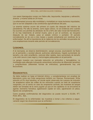 ANAPLASMOSIS                                              CLÍNICA DE LOS BOVINOS I

                      MVZ. MSC. ARTURO OLGUIN Y BERNAL

Los casos hiperagudos cursan con fiebre alta, taquicardia, taquipnea y salivación,
anemia y muerte súbita en 24 horas.
La enfermedad provoca alta morbilidad y mortalidad en razas lecheras importadas,
que no se han adaptado a las condiciones agroclimáticas del país.
La anemia máxima ocurre del primero al cuarto día después del máximo de
parasitemia. Por ello la anemia, como signo clínico, no se evidencia sino cuando
ha ocurrido una pérdida de alrededor de 40 a 50% del valor inicial del hematocrito.
Si no hay tratamiento el animal muere, pero si por el contrario, se recupera
después de ser tratado, pasa al estado crónico o portador. El período
convaleciente es de uno a dos meses y puede complicarse por recidivas de la
enfermedad. De allí la importancia de la vigilancia de los animales recuperados de
una anaplasmosis durante este período de convalecencia.


LESIONES.
A la necropsia, se observa deshidratación, sangre acuosa, acumulación de fluido
en el pericardio y cavidad pleural, pulmones edematosos, hígado aumentado de
tamaño y de color amarillento, vesícula biliar repleta, bazo aumentado de tamaño
y de color oscuro (casi negro) y hemorragias petequiales en el pericardio.
La sangre muestra una marcada reducción en eritrocitos y hemoglobina. La
morfología esta alterada incluyendo anisocitosis (eritrocitos de diferentes tamaños)
y poiquilocitosis (diferentes formas de eritrocitos), generalmente hay una
leucocitosis.


DIAGNOSTICO.
Se debe realizar en base al historial clínico, y complementarse con pruebas de
laboratorio como son frotis sanguíneos teñidos con Giemsa, Romanowski, Write
solución al 3% Azul toluidina, en donde serán observado los cuerpos de inclusión
de anaplasma sobre las orillas de los eritrocitos cuando se trata de anaplasma
marginale y en el centro en caso de anaplasma centrale, las muestras de sangre
deben ser tomadas de la vena yugular ya que en los capilares no se encuentra el
agente; biometría hematica; aglutinación capilar en tubo, aglutinación en placa,
fijación de complemento.
Como pruebas confirmatorias del diagnostico se puede recurrir a ELISA, IFT,
PCR, RFC, RIA .
El diagnóstico de la enfermedad, las muestras a tomar y los criterios a seguir,
variarán según las situaciones que se enfrenten:


                                         5
 