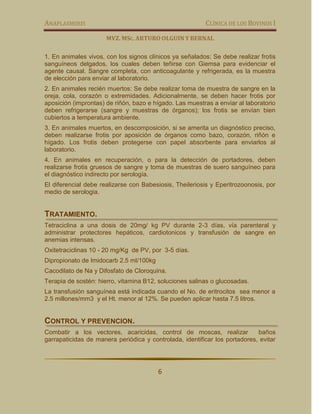 ANAPLASMOSIS                                             CLÍNICA DE LOS BOVINOS I

                      MVZ. MSC. ARTURO OLGUIN Y BERNAL

1. En animales vivos, con los signos clínicos ya señalados: Se debe realizar frotis
sanguíneos delgados, los cuales deben teñirse con Giemsa para evidenciar el
agente causal. Sangre completa, con anticoagulante y refrigerada, es la muestra
de elección para enviar al laboratorio.
2. En animales recién muertos: Se debe realizar toma de muestra de sangre en la
oreja, cola, corazón o extremidades. Adicionalmente, se deben hacer frotis por
aposición (improntas) de riñón, bazo e hígado. Las muestras a enviar al laboratorio
deben refrigerarse (sangre y muestras de órganos); los frotis se envían bien
cubiertos a temperatura ambiente.
3. En animales muertos, en descomposición, si se amerita un diagnóstico preciso,
deben realizarse frotis por aposición de órganos como bazo, corazón, riñón e
hígado. Los frotis deben protegerse con papel absorbente para enviarlos al
laboratorio.
4. En animales en recuperación, o para la detección de portadores, deben
realizarse frotis gruesos de sangre y toma de muestras de suero sanguíneo para
el diagnóstico indirecto por serología.
El diferencial debe realizarse con Babesiosis, Theileriosis y Eperitrozoonosis, por
medio de serologia.


TRATAMIENTO.
Tetraciclina a una dosis de 20mg/ kg PV durante 2-3 días, vía parenteral y
administrar protectores hepáticos, cardiotonicos y transfusión de sangre en
anemias intensas.
Oxitetraciclinas 10 - 20 mg/Kg de PV, por 3-5 días.
Dipropionato de Imidocarb 2.5 ml/100kg
Cacodilato de Na y Difosfato de Cloroquina.
Terapia de sostén: hierro, vitamina B12, soluciones salinas o glucosadas.
La transfusión sanguínea está indicada cuando el No. de eritrocitos sea menor a
2.5 millones/mm3 y el Ht. menor al 12%. Se pueden aplicar hasta 7.5 litros.


CONTROL Y PREVENCION.
Combatir a los vectores, acaricidas, control de moscas, realizar            baños
garrapaticidas de manera periódica y controlada, identificar los portadores, evitar




                                         6
 