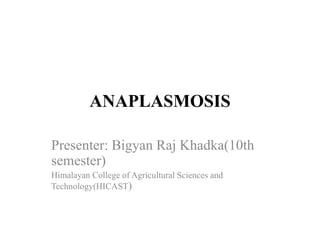 ANAPLASMOSIS
Presenter: Bigyan Raj Khadka(10th
semester)
Himalayan College of Agricultural Sciences and
Technology(HICAST)
 