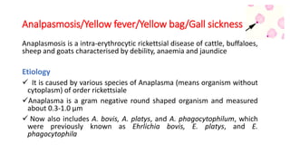 Analpasmosis/Yellow fever/Yellow bag/Gall sickness
Anaplasmosis is a intra-erythrocytic rickettsial disease of cattle, buffaloes,
sheep and goats characterised by debility, anaemia and jaundice
Etiology
 It is caused by various species of Anaplasma (means organism without
cytoplasm) of order rickettsiale
Anaplasma is a gram negative round shaped organism and measured
about 0.3-1.0 µm
 Now also includes A. bovis, A. platys, and A. phagocytophilum, which
were previously known as Ehrlichia bovis, E. platys, and E.
phagocytophila
 