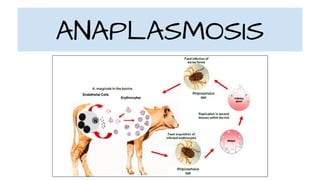 ANAPLASMOSIS
 