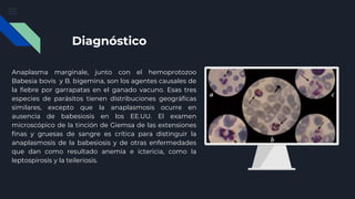 Diagnóstico
Anaplasma marginale, junto con el hemoprotozoo
Babesia bovis y B. bigemina, son los agentes causales de
la fiebre por garrapatas en el ganado vacuno. Esas tres
especies de parásitos tienen distribuciones geográficas
similares, excepto que la anaplasmosis ocurre en
ausencia de babesiosis en los EE.UU. El examen
microscópico de la tinción de Giemsa de las extensiones
finas y gruesas de sangre es crítica para distinguir la
anaplasmosis de la babesiosis y de otras enfermedades
que dan como resultado anemia e ictericia, como la
leptospirosis y la teileriosis.
 