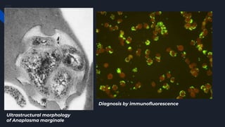 Diagnosis by immunofluorescence
Ultrastructural morphology
of Anaplasma marginale
 