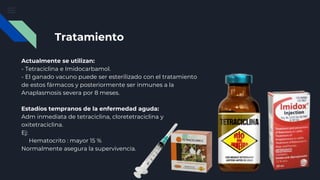 Tratamiento
Actualmente se utilizan:
- Tetraciclina e Imidocarbamol.
- El ganado vacuno puede ser esterilizado con el tratamiento
de estos fármacos y posteriormente ser inmunes a la
Anaplasmosis severa por 8 meses.
Estadíos tempranos de la enfermedad aguda:
Adm inmediata de tetraciclina, cloretetraciclina y
oxitetraciclina.
Ej:
Hematocrito : mayor 15 %
Normalmente asegura la supervivencia.
 