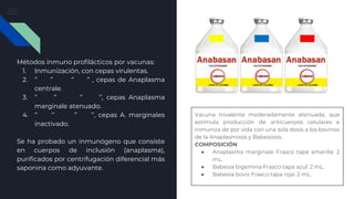 Métodos inmuno profilácticos por vacunas:
1. Inmunización, con cepas virulentas.
2. ‘’ ‘’ ‘’ ‘’ , cepas de Anaplasma
centrale.
3. ‘’ ‘’ ‘’ ‘’, cepas Anaplasma
marginale atenuado.
4. ‘’ ‘’ ‘’ ‘’, cepas A. marginales
inactivado.
Se ha probado un inmunógeno que consiste
en cuerpos de inclusión (anaplasma),
purificados por centrifugación diferencial más
saponina como adyuvante.
Vacuna trivalente moderadamente atenuada, que
estimula producción de anticuerpos celulares e
inmuniza de por vida con una sola dosis a los bovinos
de la Anaplasmosis y Babesiosis.
COMPOSICIÓN
● Anaplasma marginale Frasco tapa amarilla: 2
mL.
● Babesia bigemina Frasco tapa azul: 2 mL.
● Babesia bovis Frasco tapa roja: 2 mL.
 