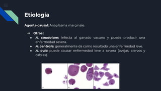Etiología
Agente causal: Anaplasma marginale.
➔ Otros :
● A. caudatum: infecta al ganado vacuno y puede producir una
enfermedad severa.
● A. centrale: generalmente da como resultado una enfermedad leve.
● A. ovis: puede causar enfermedad leve a severa (ovejas, ciervos y
cabras).
 