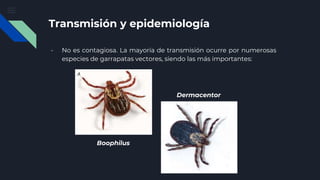 Transmisión y epidemiología
- No es contagiosa. La mayoría de transmisión ocurre por numerosas
especies de garrapatas vectores, siendo las más importantes:
Dermacentor
Boophilus
 