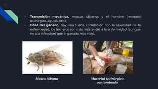 - Transmisión mecánica, moscas tábanos y el hombre (material
quirúrgico, agujas, etc.)
- Edad del ganado, hay una fuerte correlación con la severidad de la
enfermedad, los terneros son más resistentes a la enfermedad (aunque
no a la infección) que el ganado más viejo.
Mosca tábanoMosca tábano Material Quirúrgico
contaminado
 