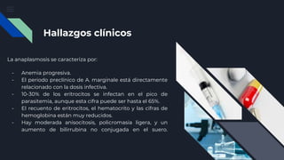Hallazgos clínicos
La anaplasmosis se caracteriza por:
- Anemia progresiva.
- El periodo preclínico de A. marginale está directamente
relacionado con la dosis infectiva.
- 10-30% de los eritrocitos se infectan en el pico de
parasitemia, aunque esta cifra puede ser hasta el 65%.
- El recuento de eritrocitos, el hematocrito y las cifras de
hemoglobina están muy reducidos.
- Hay moderada anisocitosis, policromasia ligera, y un
aumento de bilirrubina no conjugada en el suero.
 