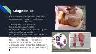 Diagnóstico
- Los cadáveres del ganado muerto por
anaplasmosis estan anémicos e
ictéricos.
La sangre es clara y acuosa.
- Presentan esplenomegalia.
- El hígado puede estar moteado y de
color amarillo anaranjado.
- La vesícula biliar está distendida y
contiene bilis espesa marrón o gris.
- Los linfonódulos hepáticos y
mediastínicos aparecen marrones.
- A menudo están presentes petequias y
equimosis epicárdicas y pericárdicas.
 