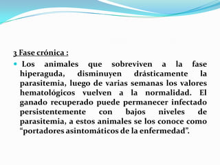3 Fase crónica :
 Los animales que sobreviven a la fase
hiperaguda, disminuyen drásticamente la
parasitemia, luego de varias semanas los valores
hematológicos vuelven a la normalidad. El
ganado recuperado puede permanecer infectado
persistentemente con bajos niveles de
parasitemia, a estos animales se los conoce como
“portadores asintomáticos de la enfermedad”.
 
