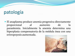 patología
 El anaplasma produce anemia progresiva directamente
proporcional al aumento de la
parasitemia. Inicialmente la anemia determina una
hiperplasia compensatoria de la médula ósea con una
eritropoyesis aumentada.
 