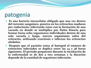 patogenia
 Es una bacteria intracelular obligada que una vez dentro
del torrente sanguíneo, penetra en los eritrocitos maduros
por endocitosis; infectando estos con la formación de una
vacuola en donde se multiplica por fisión binaria para
formar hasta ocho organismos individuales dentro de una
sola vacuola y luego, nuevos organismos salen del
eritrocito, utilizando exocitosis e infectan los eritrocitos
aledaños.
 Después que el parásito entra al huésped el número de
eritrocitos infectados se duplica entre las 24 y 48 horas
siguientes. El período prepatente durante la incubación de
la enfermedad es de dos a tres semanas y la duración
depende de la cantidad de organismo infectante.
 