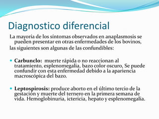 Diagnostico diferencial
La mayoría de los síntomas observados en anaplasmosis se
pueden presentar en otras enfermedades de los bovinos,
las siguientes son algunas de las confundibles:
 Carbunclo: muerte rápida o no reaccionan al
tratamiento, esplenomegalia, bazo color oscuro, Se puede
confundir con esta enfermedad debido a la apariencia
macroscópica del bazo.
 Leptospirosis: produce aborto en el último tercio de la
gestación y muerte del ternero en la primera semana de
vida. Hemoglobinuria, ictericia, hepato y esplenomegalia.
 