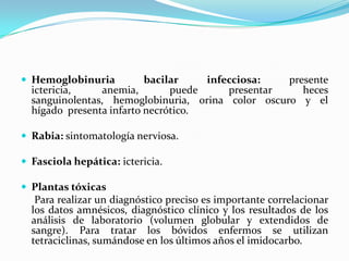  Hemoglobinuria bacilar infecciosa: presente
ictericia, anemia, puede presentar heces
sanguinolentas, hemoglobinuria, orina color oscuro y el
hígado presenta infarto necrótico.
 Rabia: sintomatología nerviosa.
 Fasciola hepática: ictericia.
 Plantas tóxicas
Para realizar un diagnóstico preciso es importante correlacionar
los datos amnésicos, diagnóstico clínico y los resultados de los
análisis de laboratorio (volumen globular y extendidos de
sangre). Para tratar los bóvidos enfermos se utilizan
tetraciclinas, sumándose en los últimos años el imidocarbo.
 