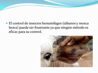  El control de insectos hematófagos (tábanos y mosca
brava) puede ser frustrante ya que ningún método es
eficaz para su control.
 