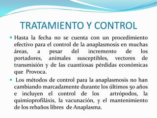 TRATAMIENTO Y CONTROL
 Hasta la fecha no se cuenta con un procedimiento
efectivo para el control de la anaplasmosis en muchas
áreas, a pesar del incremento de los
portadores, animales susceptibles, vectores de
transmisión y de las cuantiosas pérdidas económicas
que Provoca.
 Los métodos de control para la anaplasmosis no han
cambiando marcadamente durante los últimos 50 años
e incluyen el control de los artrópodos, la
quimioprofiláxis, la vacunación, y el mantenimiento
de los rebaños libres de Anaplasma.
 