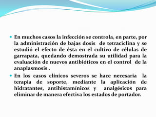  En muchos casos la infección se controla, en parte, por
la administración de bajas dosis de tetraciclina y se
estudió el efecto de ésta en el cultivo de células de
garrapata, quedando demostrada su utilidad para la
evaluación de nuevos antibióticos en el control de la
anaplasmosis .
 En los casos clínicos severos se hace necesaria la
terapia de soporte, mediante la aplicación de
hidratantes, antihistamínicos y analgésicos para
eliminar de manera efectiva los estados de portador.
 