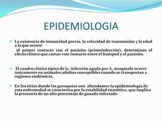 EPIDEMIOLOGIA
 La existencia de inmunidad previa, la velocidad de transmisión y la edad
a la que ocurre
el primer contacto con el parásito (primoinfección), determinan el
efecto clínico que causar este contacto entre el huésped y el parásito.
 El cuadro clínico típico de la infección aguda por A. marginale ocurre
únicamente en animales adultos susceptibles cuando se transportan a
regiones endémicas.
 En los sitios donde las garrapatas son abundantes la epidemiología de
esta enfermedad se caracteriza por la estabilidad enzoótica, que implica
la presencia de un alto porcentaje de ganado infectado
 