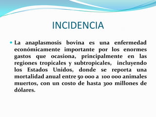 INCIDENCIA
 La anaplasmosis bovina es una enfermedad
económicamente importante por los enormes
gastos que ocasiona, principalmente en las
regiones tropicales y subtropicales, incluyendo
los Estados Unidos, donde se reporta una
mortalidad anual entre 50 000 a 100 000 animales
muertos, con un costo de hasta 300 millones de
dólares.
 