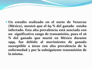  Un estudio realizado en el norte de Veracruz
(México), mostró que el 69 % del ganado estaba
infectado. Esta alta prevalencia está asociada con
un significativo rango de transmisión, pues el 26
% del ganado que murió en México durante
1995, fue debido al movimiento de ganado
susceptible a áreas con alta prevalencia de la
enfermedad y por la subsiguiente transmisión de
la misma.
 