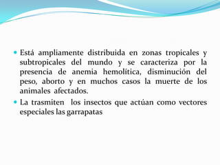  Está ampliamente distribuida en zonas tropicales y
subtropicales del mundo y se caracteriza por la
presencia de anemia hemolítica, disminución del
peso, aborto y en muchos casos la muerte de los
animales afectados.
 La trasmiten los insectos que actúan como vectores
especiales las garrapatas
 