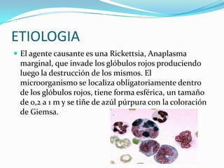 ETIOLOGIA
 El agente causante es una Rickettsia, Anaplasma
marginal, que invade los glóbulos rojos produciendo
luego la destrucción de los mismos. El
microorganismo se localiza obligatoriamente dentro
de los glóbulos rojos, tiene forma esférica, un tamaño
de 0,2 a 1 m y se tiñe de azúl púrpura con la coloración
de Giemsa.
 